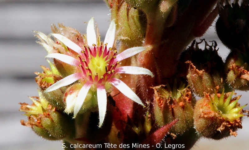 calcareum from Tête des Mines