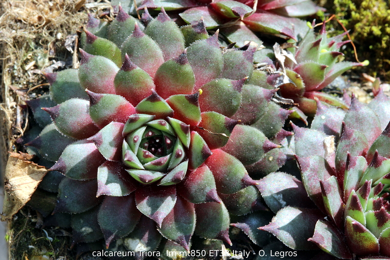 calcareum from Triora