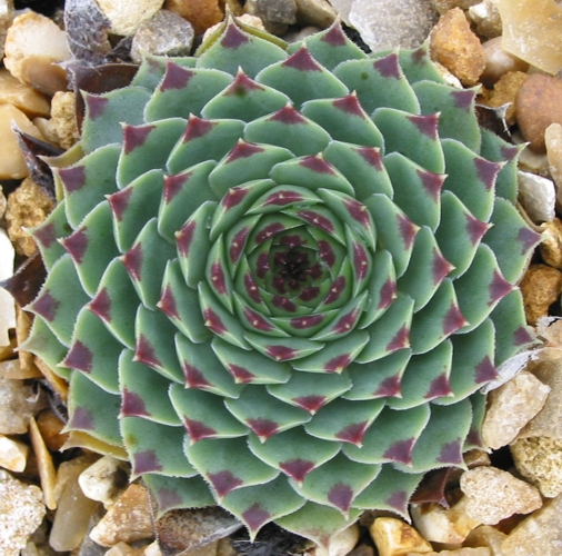 calcareum from Triora