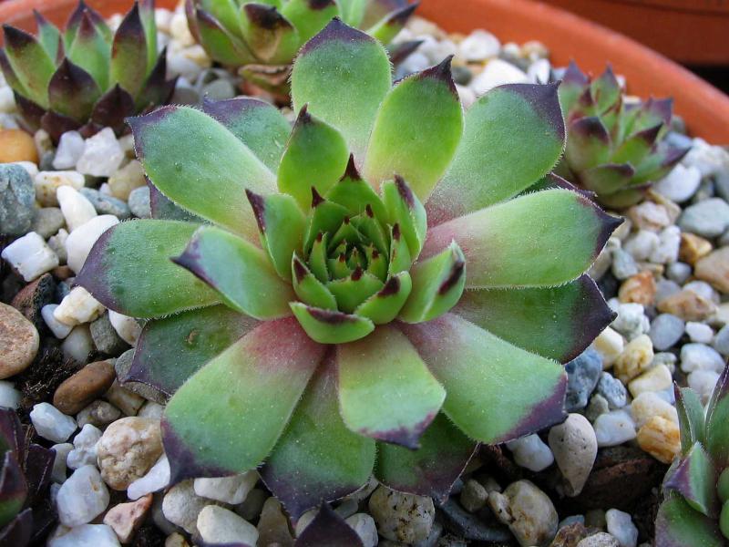 calcareum x S. tectorum