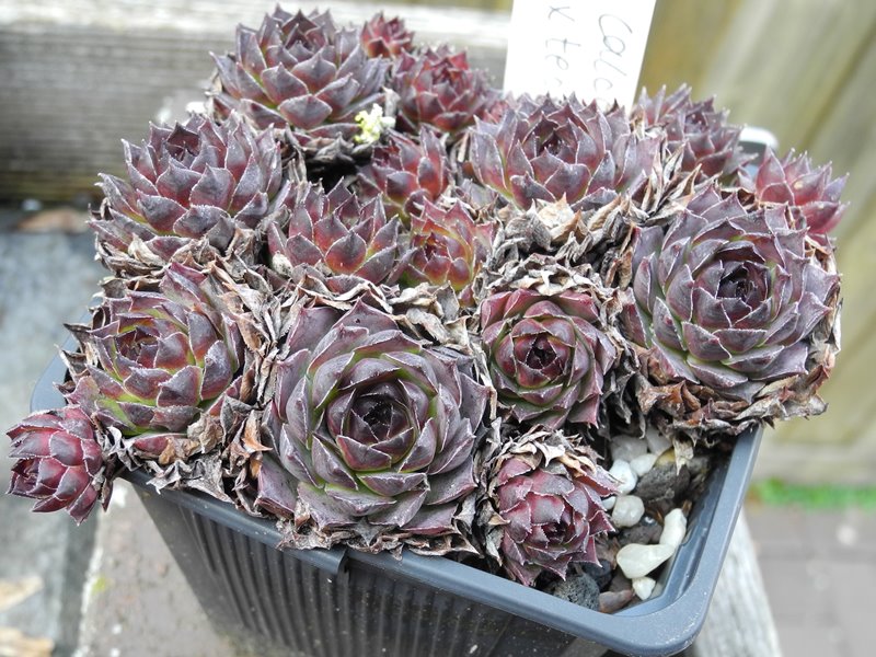 calcareum x S. tectorum