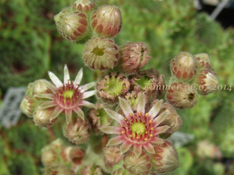 calcareum (spinifolium)