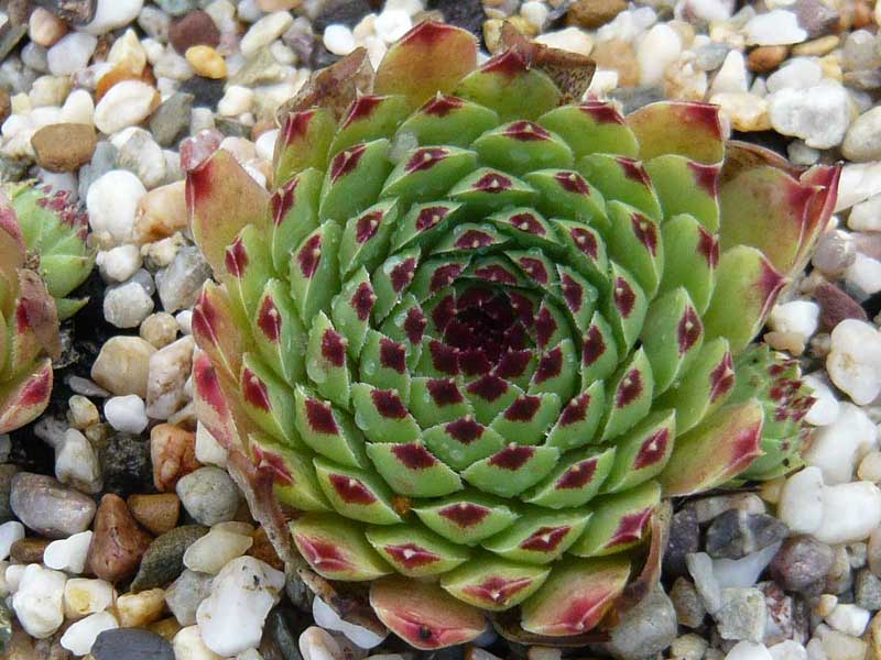 calcareum from Petite Céüse