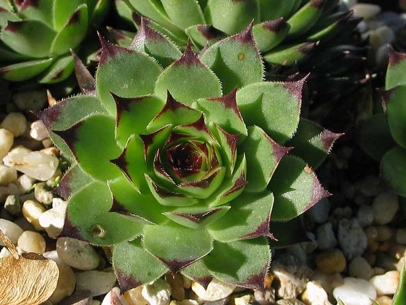 calcareum from Petite Céüse
