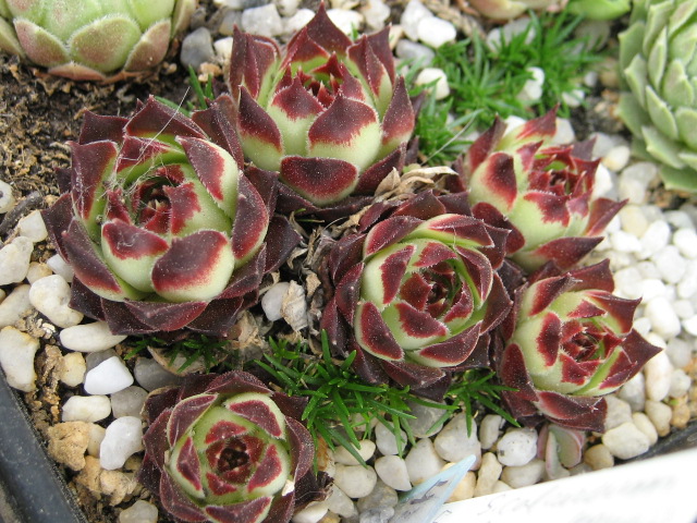 calcareum from Guillaumes
