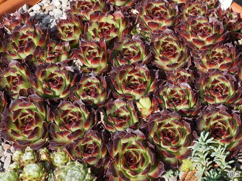calcareum from Guillaumes