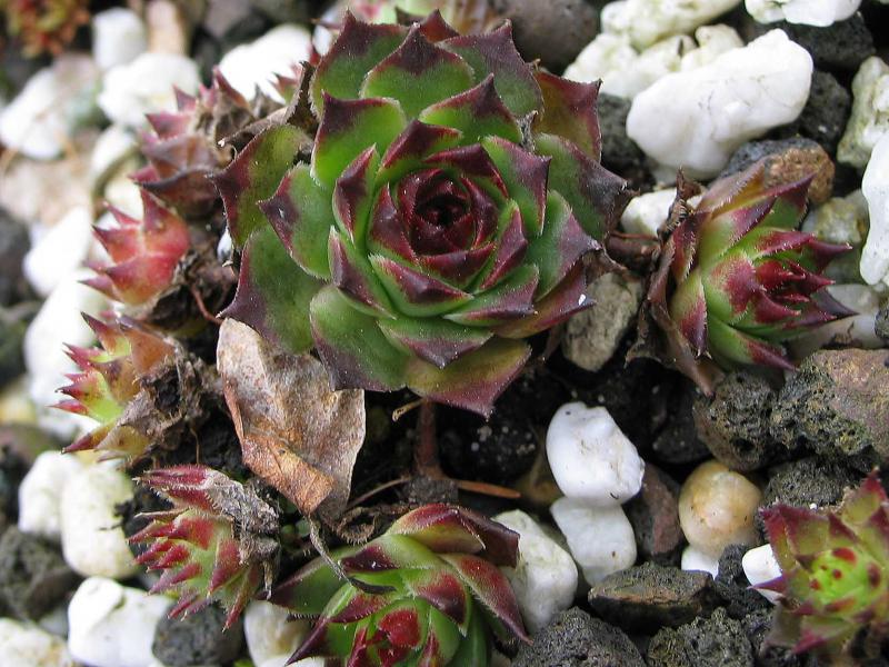 calcareum from Guillaumes