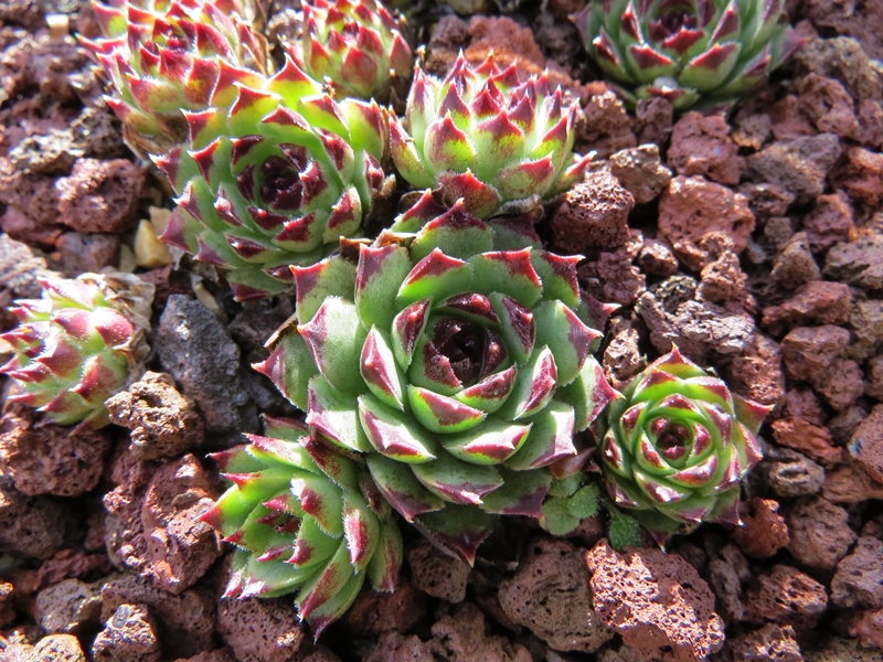 calcareum from Guillaumes