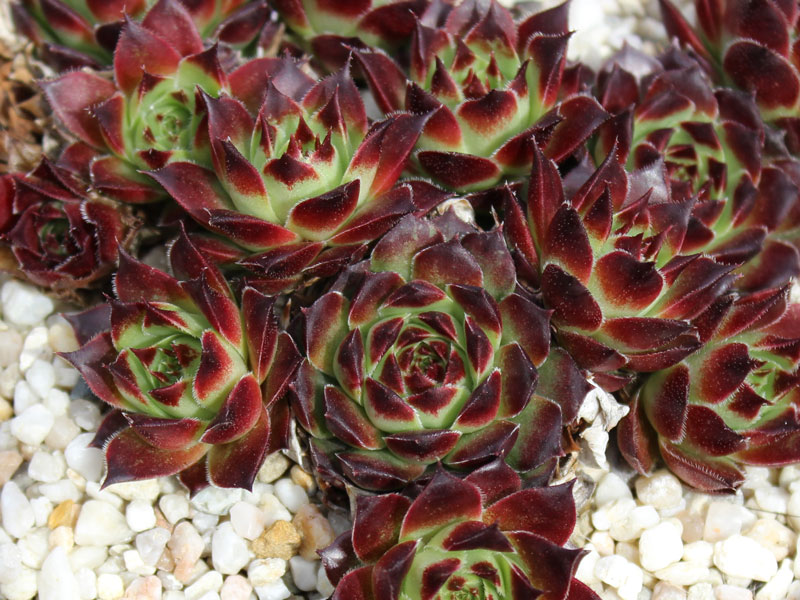 calcareum from Guillaumes