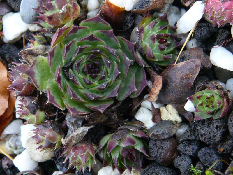 calcareum from Guillaumes