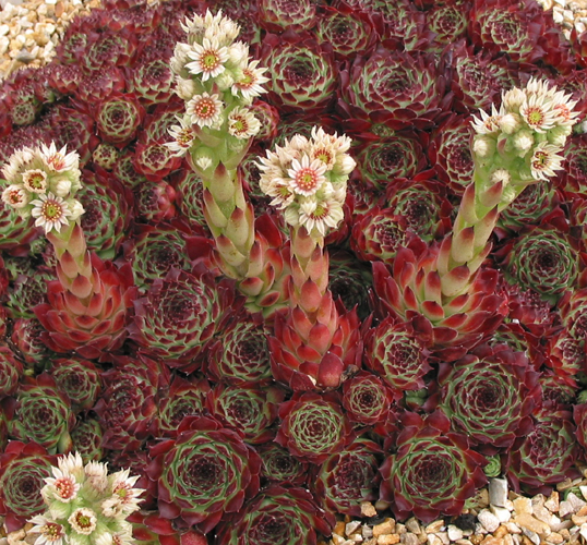 calcareum from Guillaumes