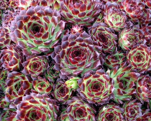 calcareum from Guillaumes