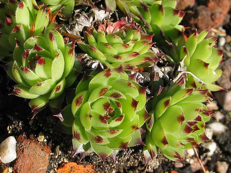calcareum from La Sagne