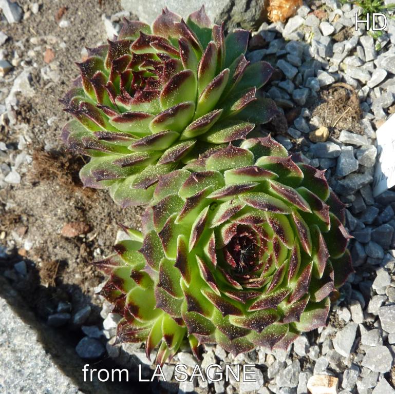 calcareum from La Sagne