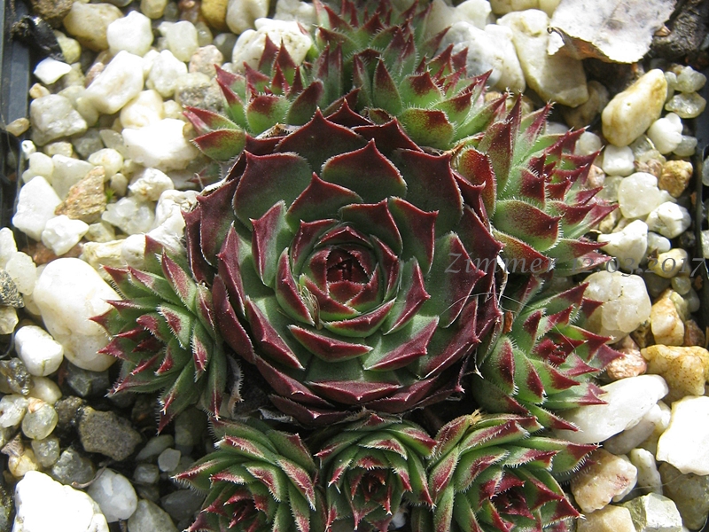 calcareum from La Sagne