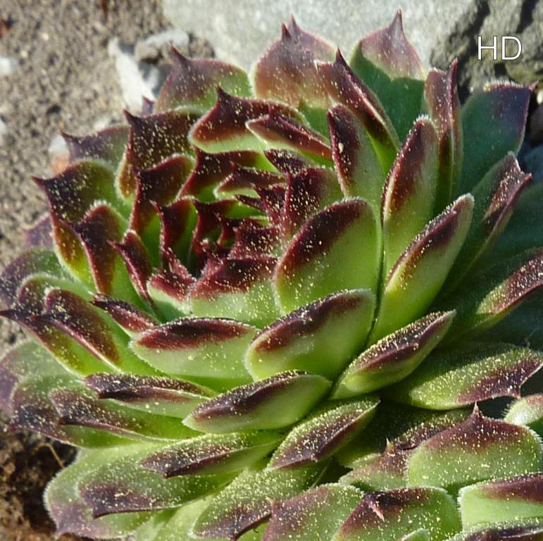 calcareum from La Sagne
