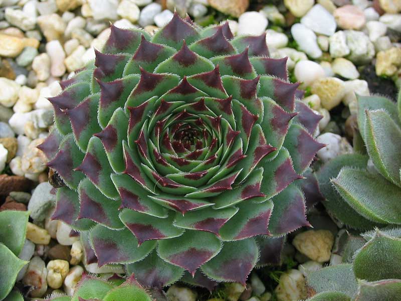 calcareum from La Sagne