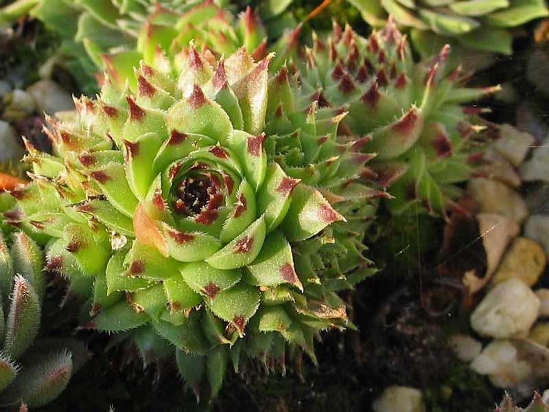 calcareum from La Sagne