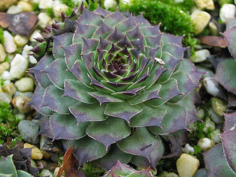 calcareum from La Sagne