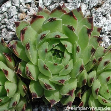 calcareum from La Vanoise