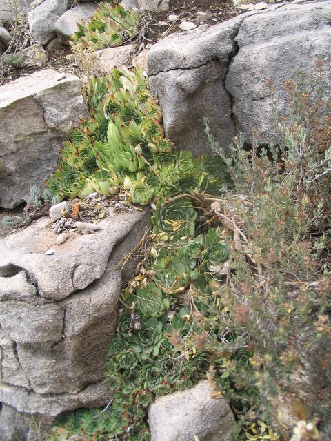 calcareum from Mont Ventoux, Point de vue