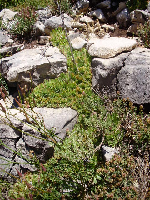 calcareum from Mont Ventoux, Point de vue