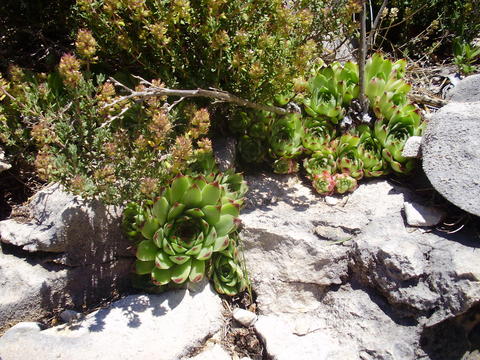 calcareum from Mont Ventoux, Point de vue