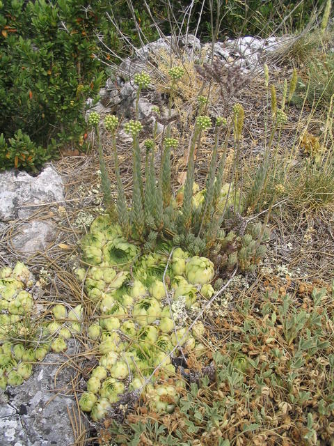 calcareum from Mont Ventoux, Point de vue