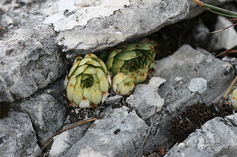calcareum from Mont Ventoux, Point de vue