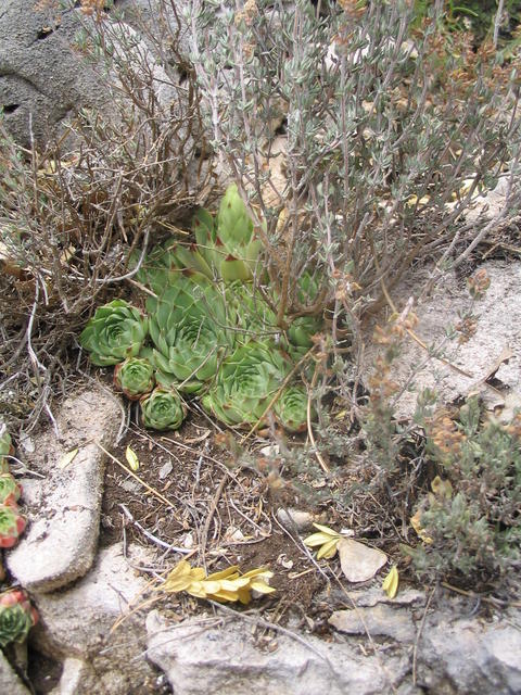calcareum from Mont Ventoux, Point de vue