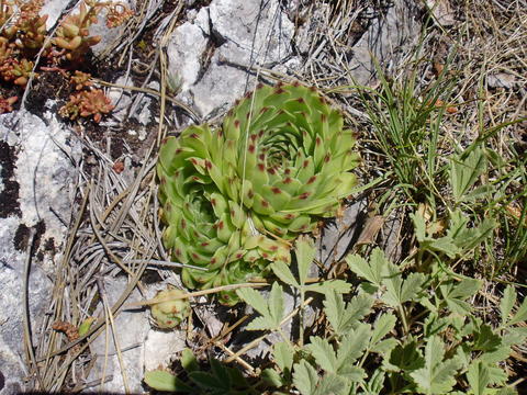 calcareum from Mont Ventoux, Point de vue