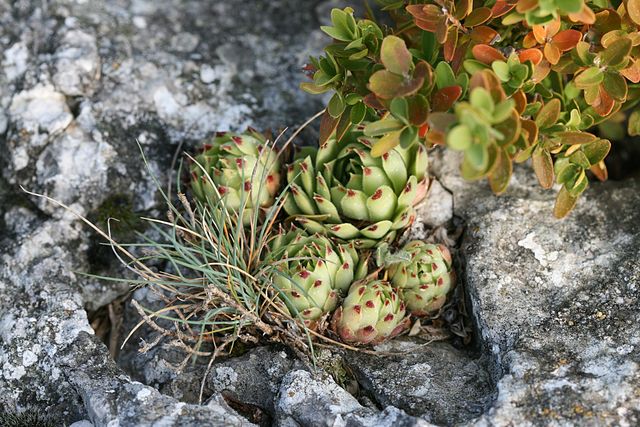 calcareum from Mont Ventoux