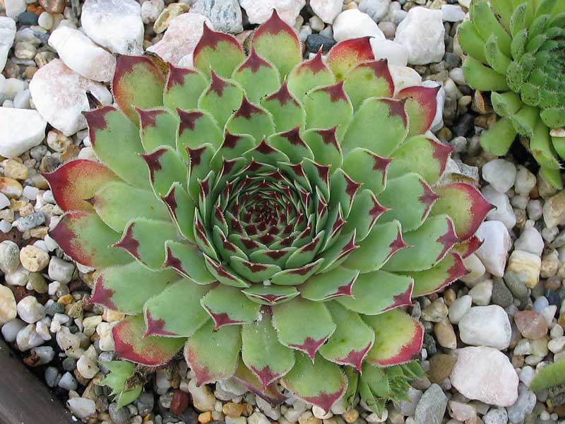 calcareum from Sospel