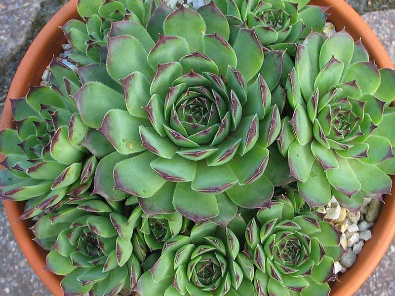 calcareum x S. tectorum