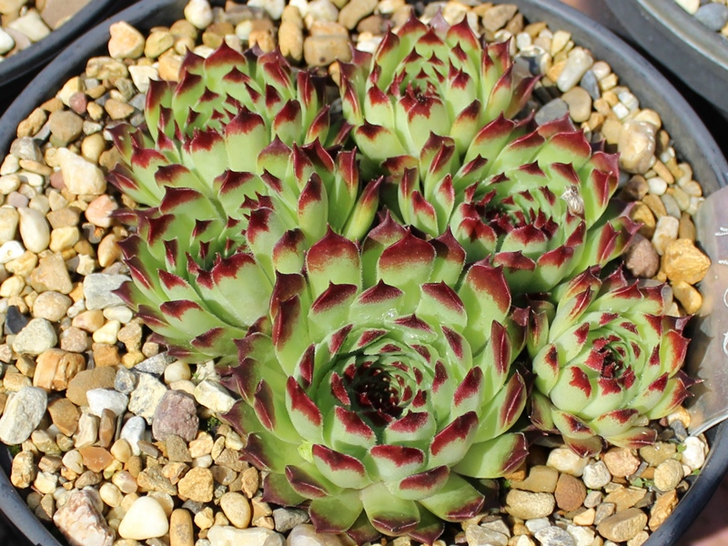 calcareum from Clue de Saint Auban 1