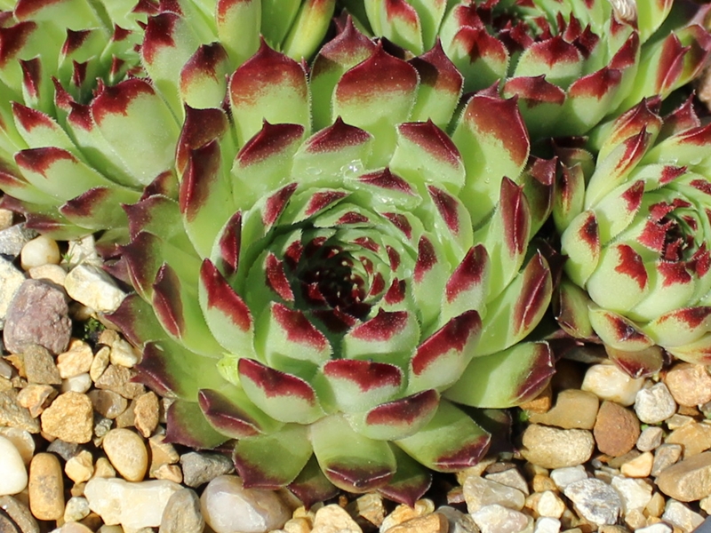 calcareum from Clue de Saint Auban 2