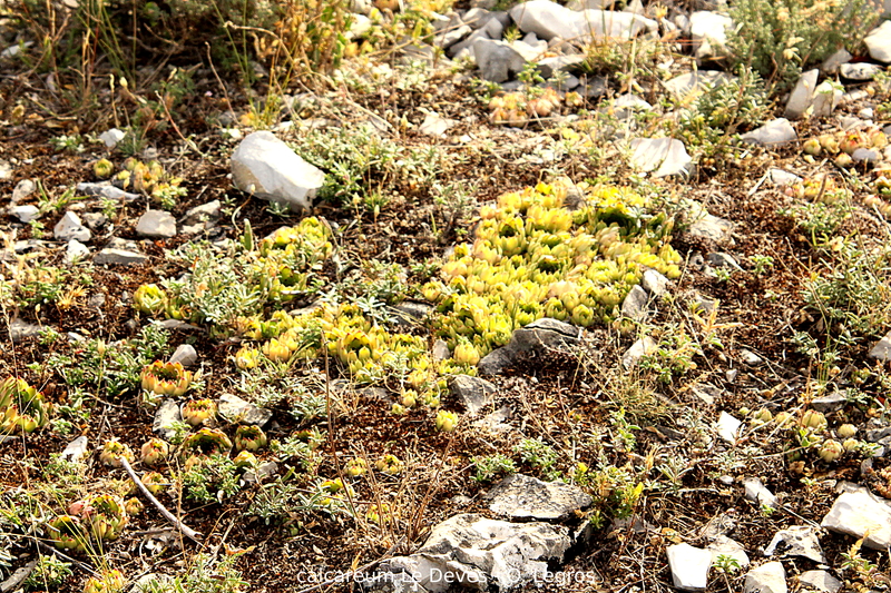 calcareum from Le Devès