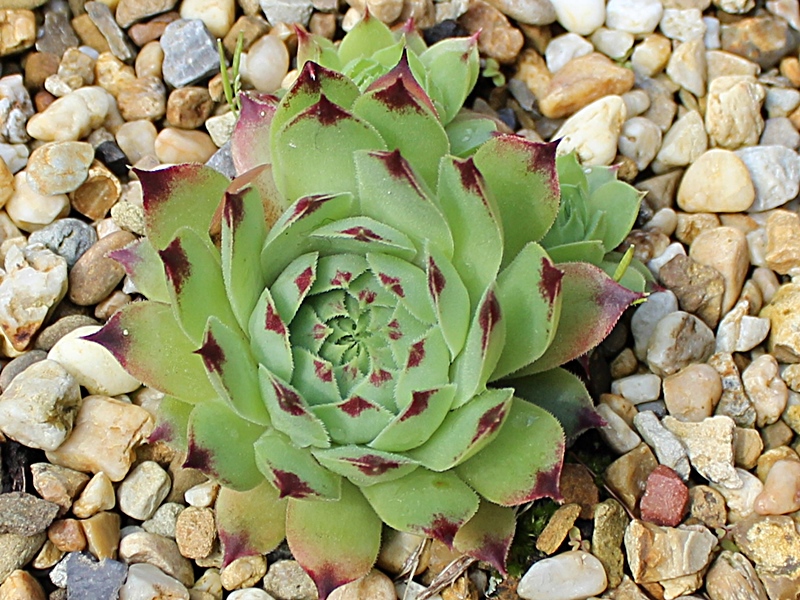 calcareum from Cheiron 1
