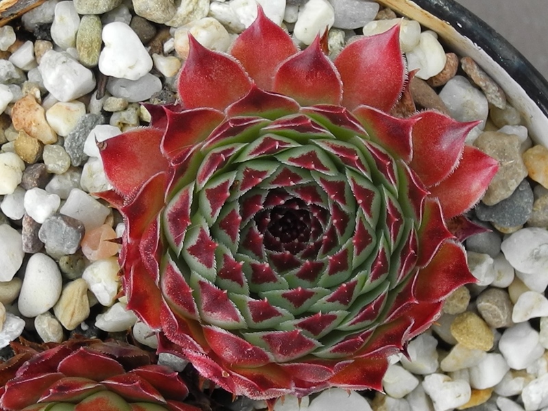 calcareum from Petite Céüse