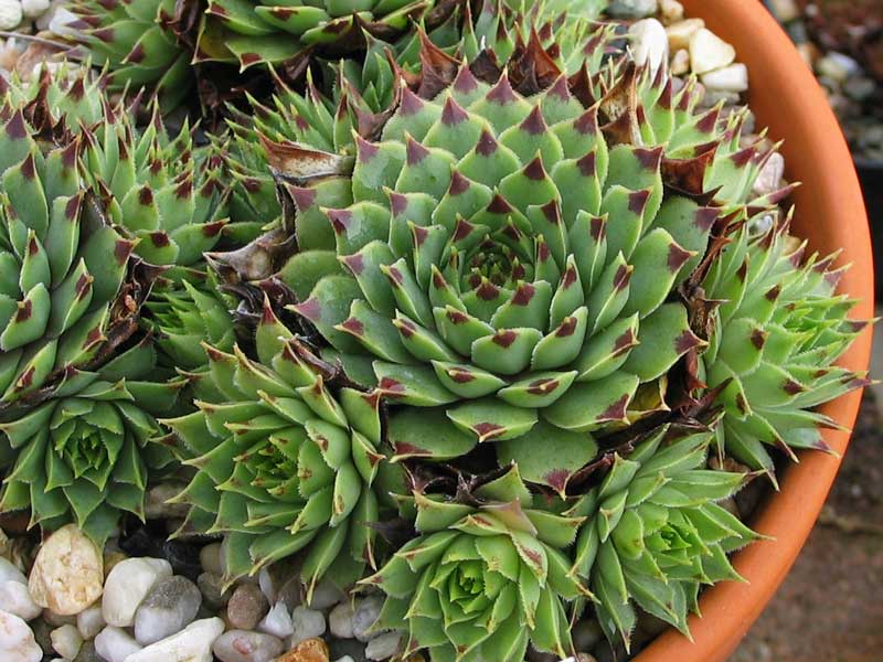 "calcareum (""pale form"") 6