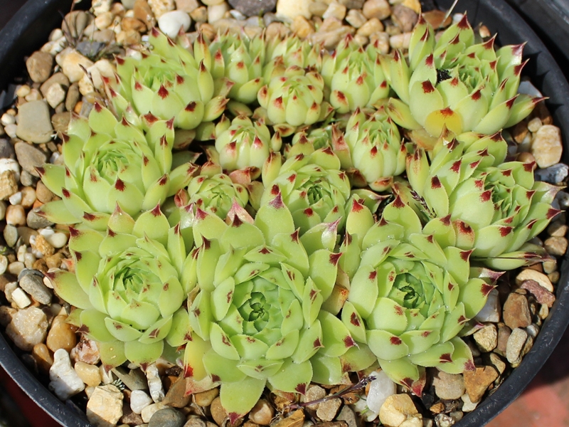 "calcareum (""pale form"") 2