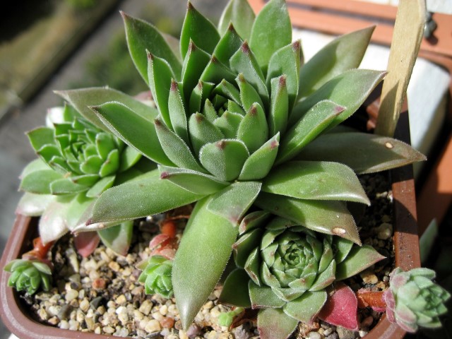 cantabricum ssp. cantabricum from Pico El Miro