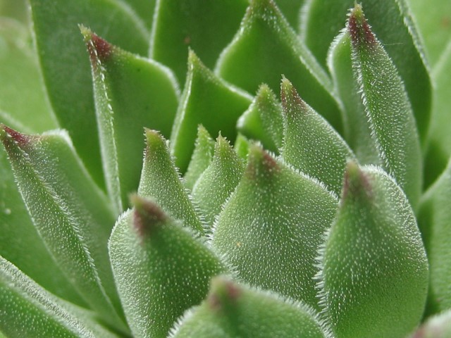 cantabricum ssp. cantabricum from Pico El Miro
