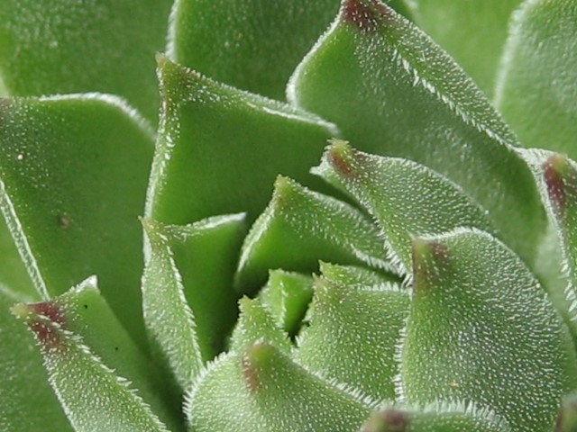 cantabricum ssp. cantabricum from Pico El Miro