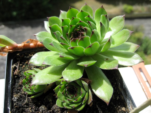 cantabricum ssp. cantabricum from Montañas de Reinosa