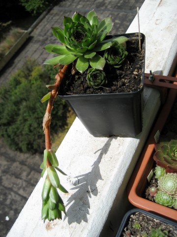 cantabricum ssp. cantabricum from Montañas de Reinosa
