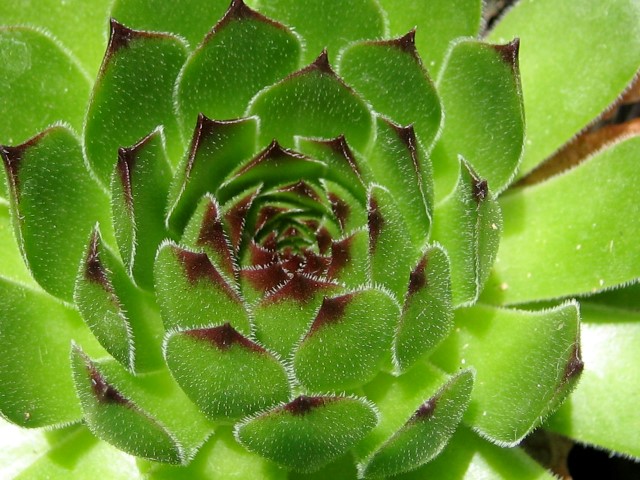 cantabricum ssp. cantabricum from Montañas de Reinosa