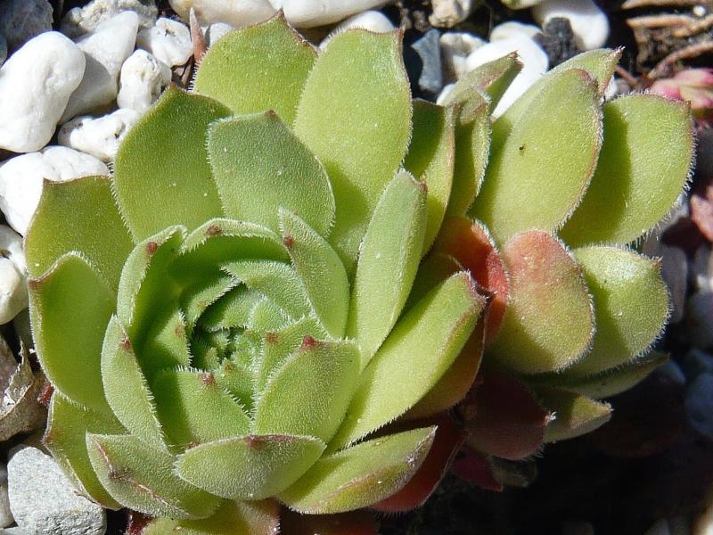 cantabricum ssp. cantabricum from Cuevas del Sil