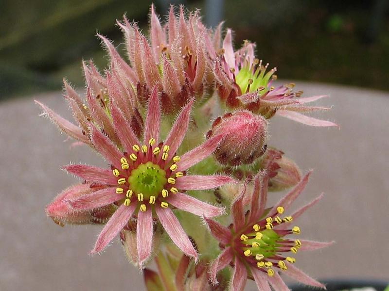 cantabricum ssp. urbionense from Laguna Negra de Urbión