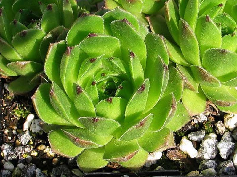 cantabricum ssp. urbionense from Laguna Negra de Urbión